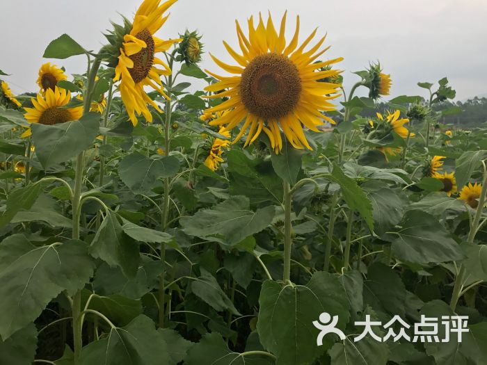 台农庄园-图片-海丰县美食-大众点评网