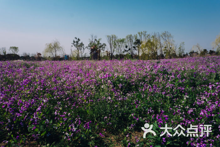 云澜湾·四季花海乐园图片 第187张