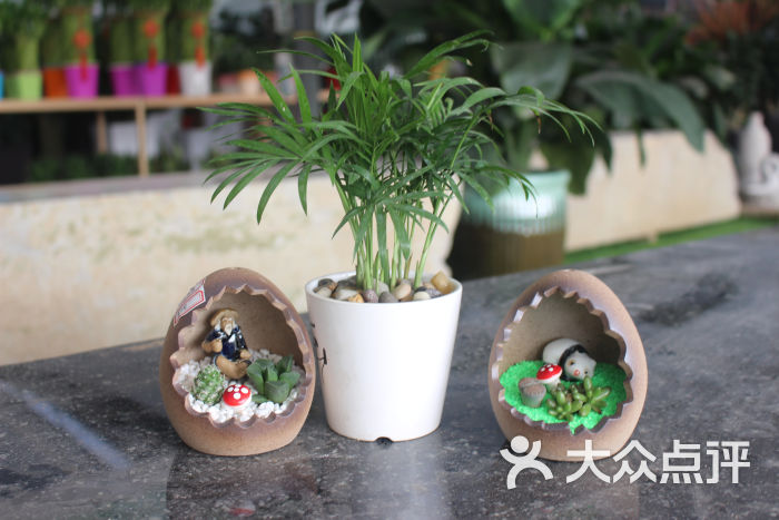 多肉植物盆栽