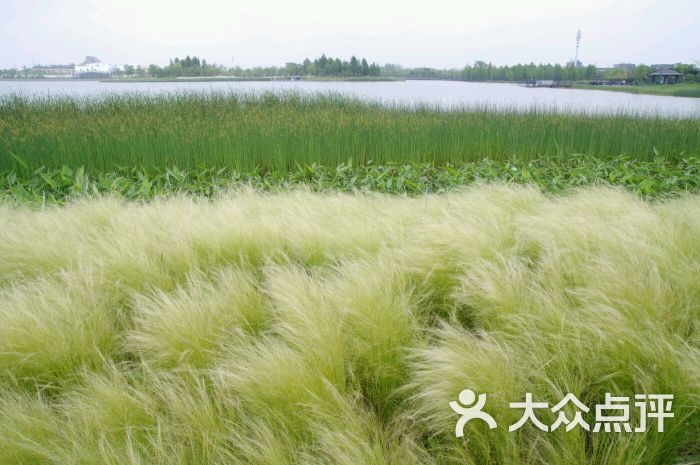 星愿公园-plpl574的相册-上海景点-大众点评网