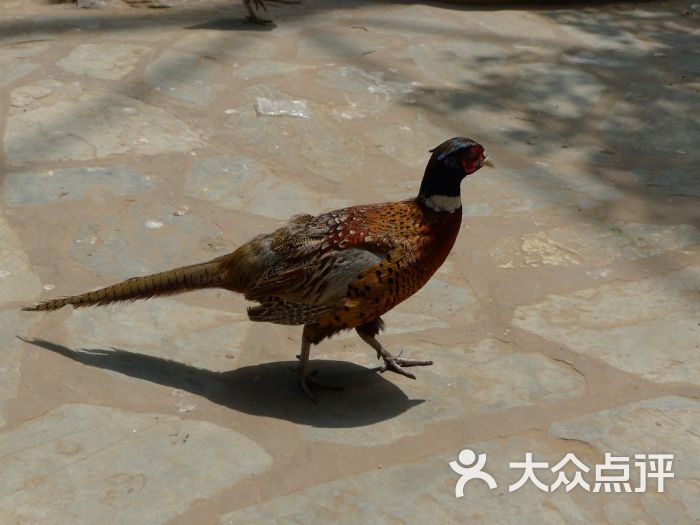 北京野生动物园雏鸡图片 - 第6张