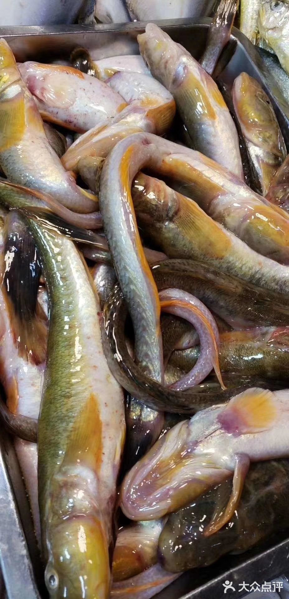 海鲶鱼是一种味道特别鲜美的鱼 "家焖海鲶鱼"香气四