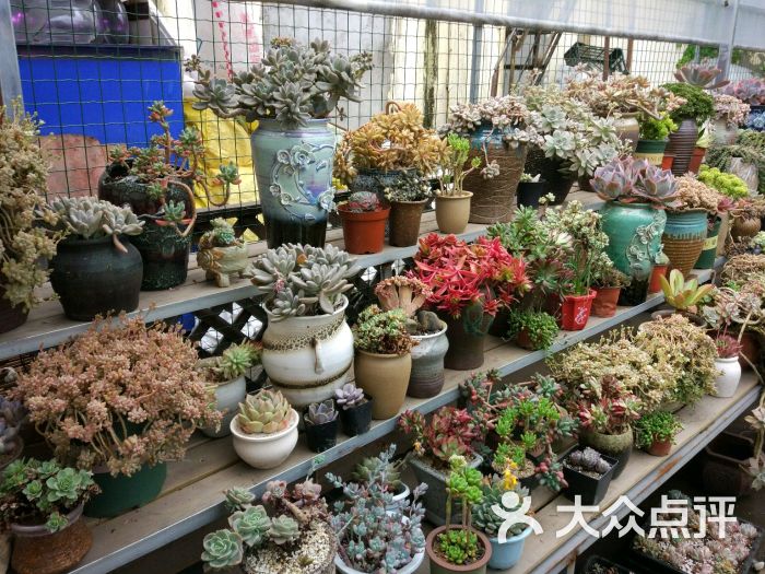 梅陇花鸟市场图片 第3张