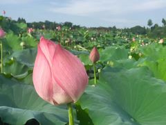 响水滩荷花生态园