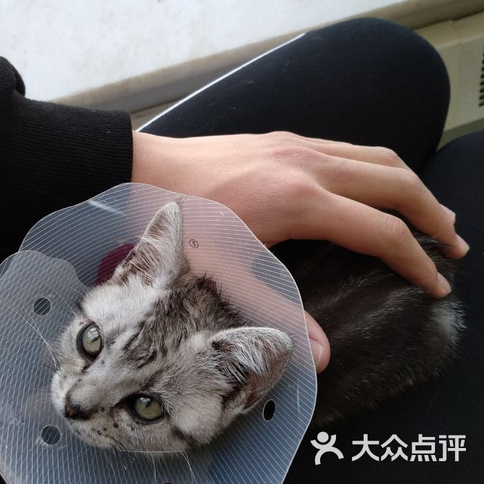 猫酥酥猫主题咖啡厅