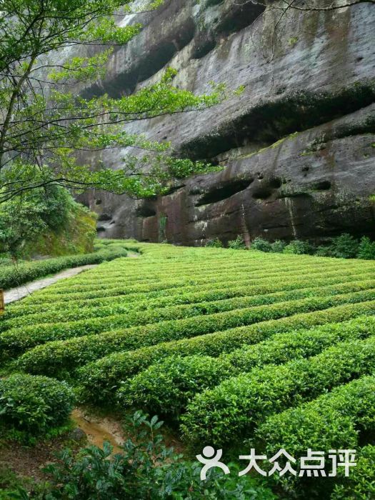 武夷山老七牛岩茶厂图片 - 第4张