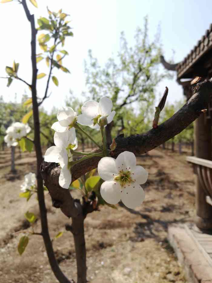 孟悟生态园-"前两年都去的东山,今年说试试孟悟村,挺有.