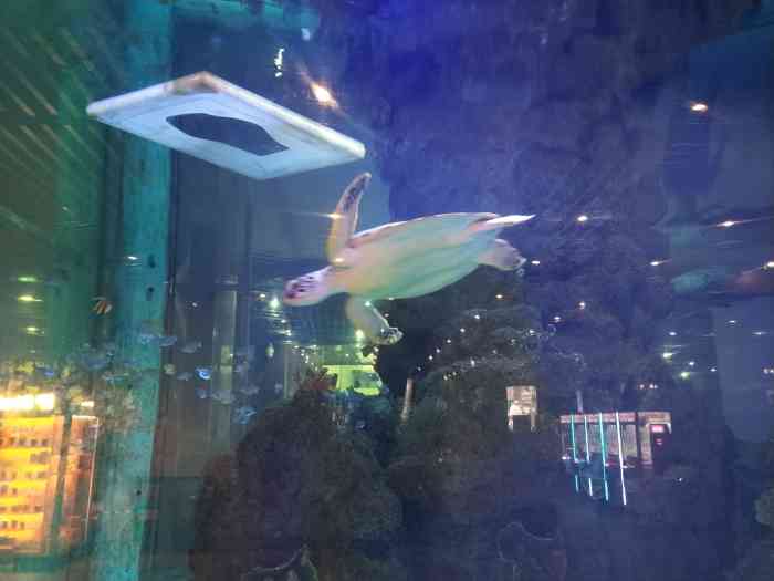 鎏嘉码头水族馆-"说实话,我先以为是一个收费的场所呢