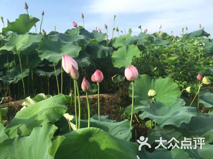 响水滩荷花生态园图片 - 第4张