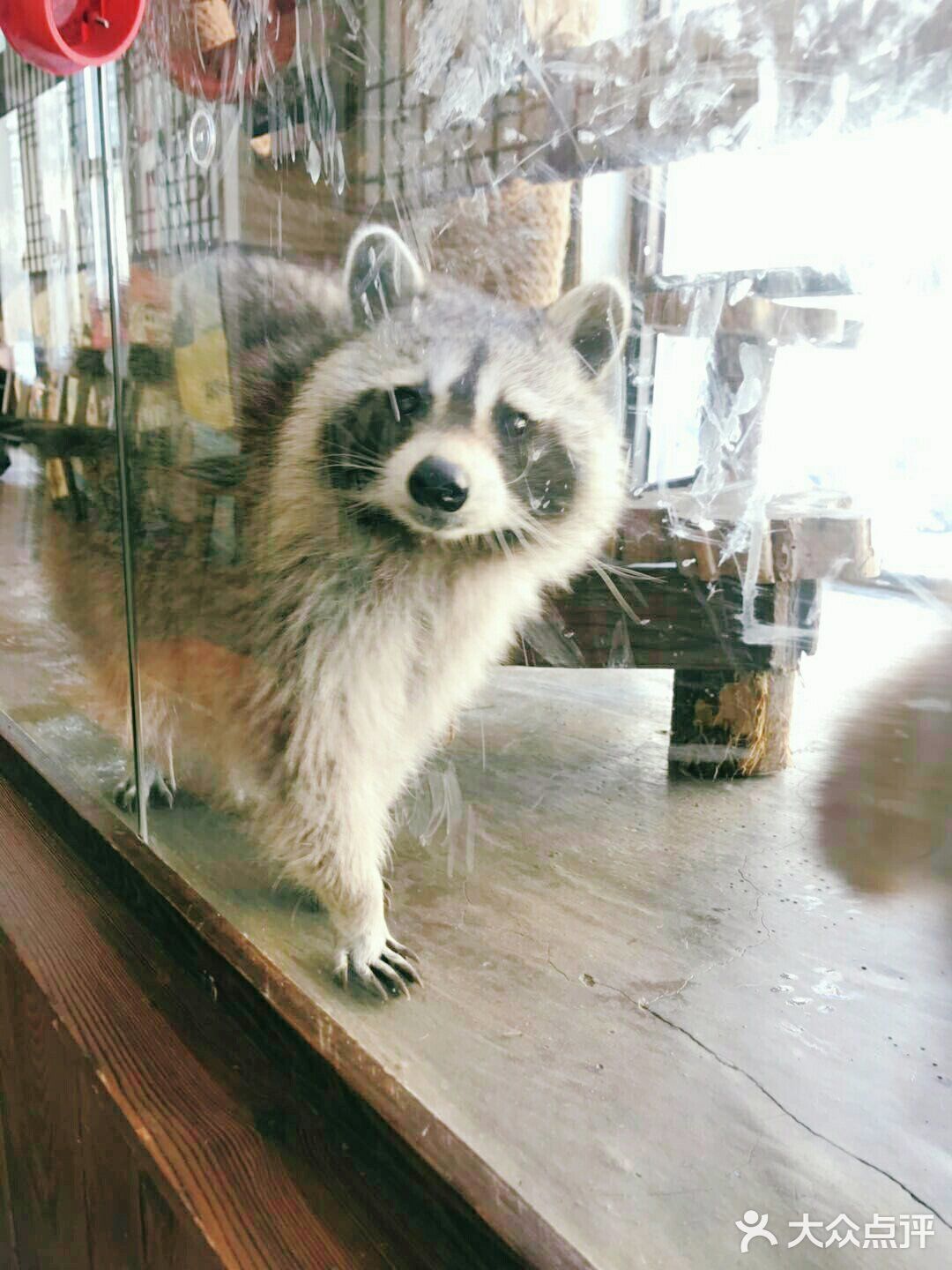 小浣熊