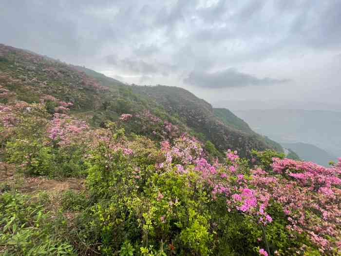 来金峨山看杜鹃花