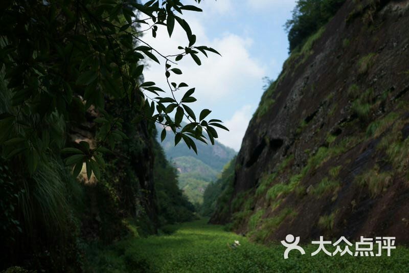 响岩茶厂武夷山倒水坑茶区图片 - 第1张