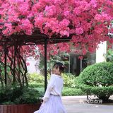 春天来了簕杜鹃又开了大家快拍照吧