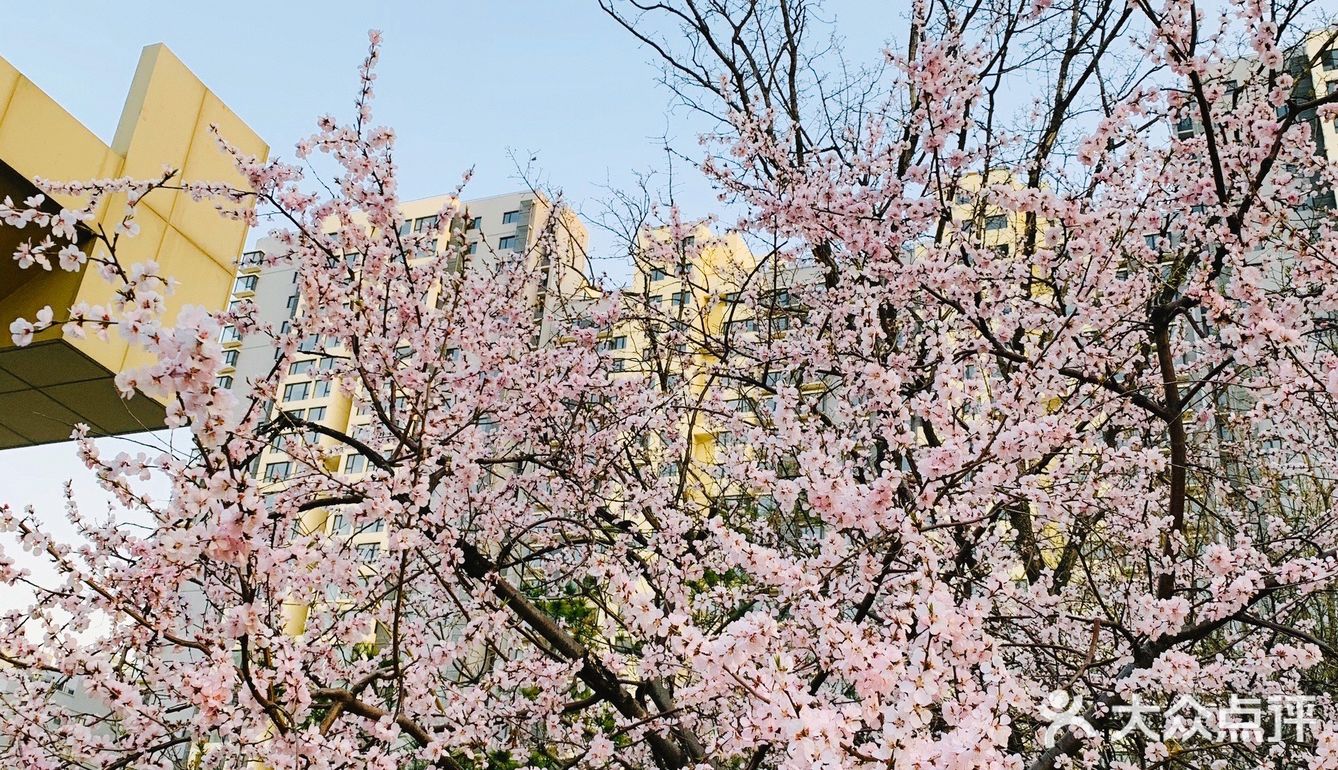 其实天坛公园的杏花林是北京五环内最大的一片杏花林