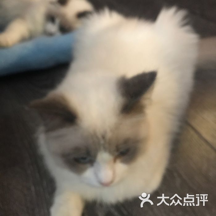 青青芳草zlf 颖*_9219 猫大仙的