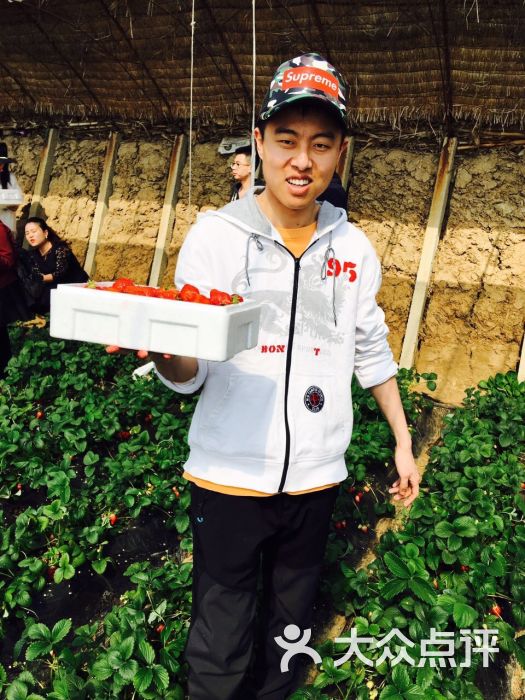 杨城寨采摘基地(杨城寨草莓采摘协会)-小冮小冮