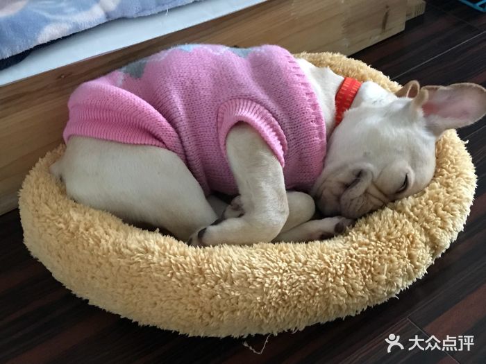 带小公猫去绝育,150,注射麻醉,也没有问.-域康