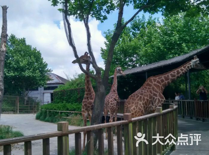 上海野生动物园人行区～长颈鹿图片 - 第13896张