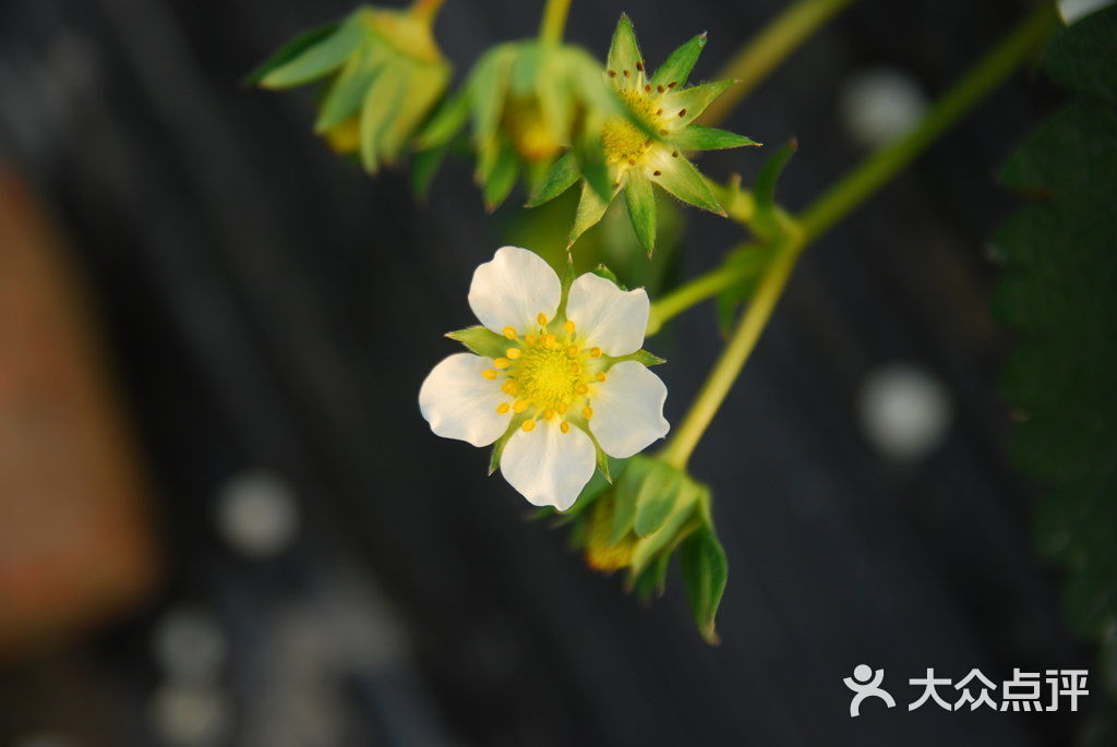 南巷蔬果专业合作社草莓花苞和花瓣图片-北京公司企业-大众点评网