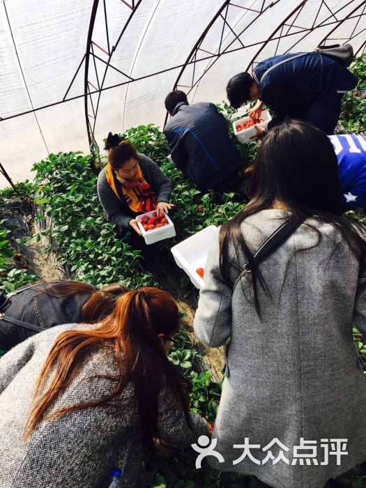 杨城寨采摘基地(杨城寨草莓采摘协会)-图片-沈