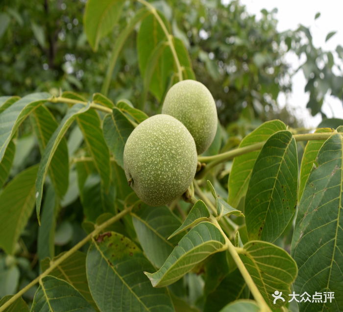 福泉山庄(临沂蒙阴百泉峪村)未成熟的核桃图片 - 第3张