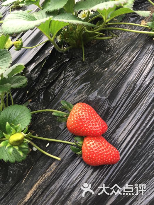 心乐生活欢乐草莓采摘园-图片-大连休闲娱乐