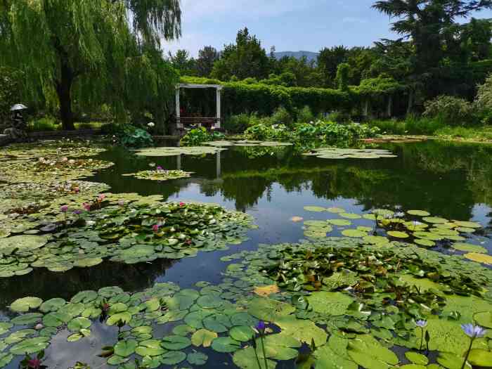 中国科学院植物研究所北京植物园-"99性价比超高:10