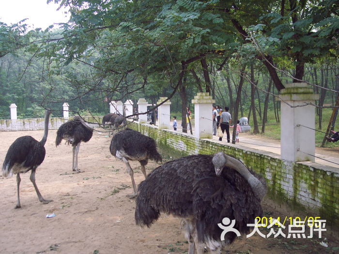 金鹭鸵鸟园-100_9458图片-郑州周边游-大众点评网