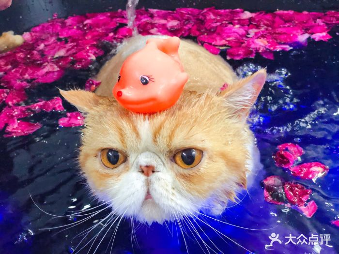 pony pet shop 小马儿宠物猫咪玫瑰碳酸浴spa 图片 第440张