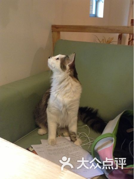 比较便宜的猫咪售卖店 3BtmzcUxS_NON1qWIqc88fNjrXb-awfnXUBBqhpl1-hv_c8s-MqzPDSezd3W9JXfTYGVDmosZWTLal1WbWRW3A.jpg