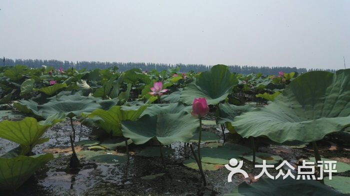 微山湖南阳岛-图片-微山县周边游-大众点评网