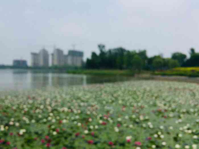 山东济阳澄波湖风景区-停车场-"澄碧湖风景区位于济阳