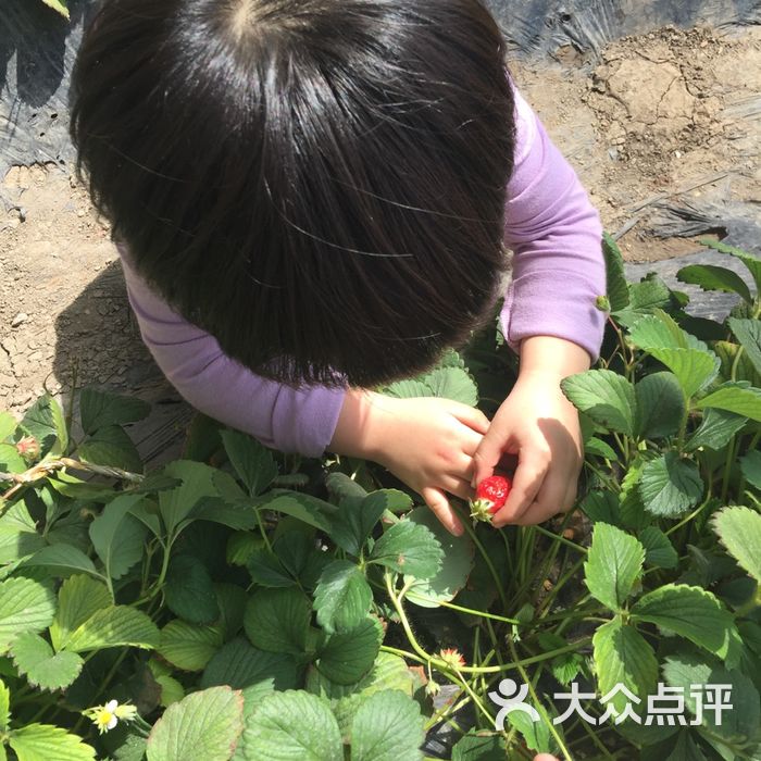 春田花花柚子园