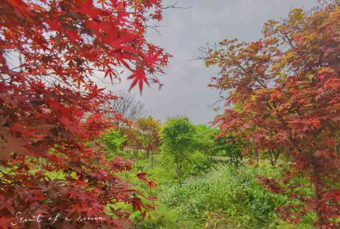 温江红枫基地-"前几天去温江玩意外发现一个宝藏地,在