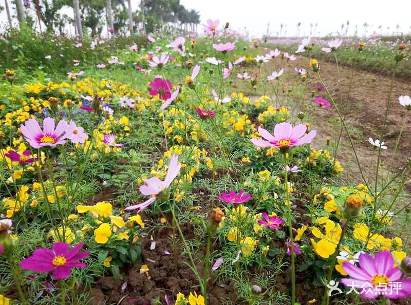 花田水乡图片