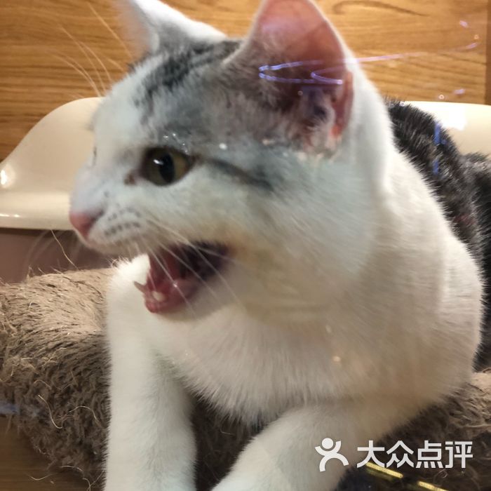 咪诺猫屋