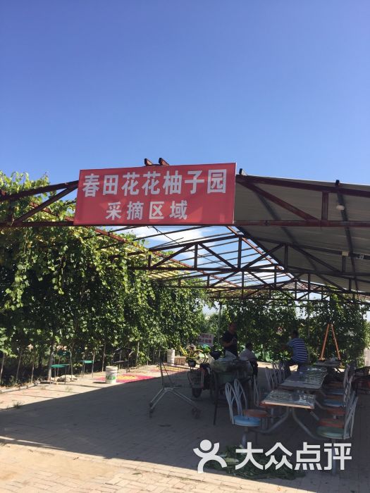 春田花花柚子园图片 第48张