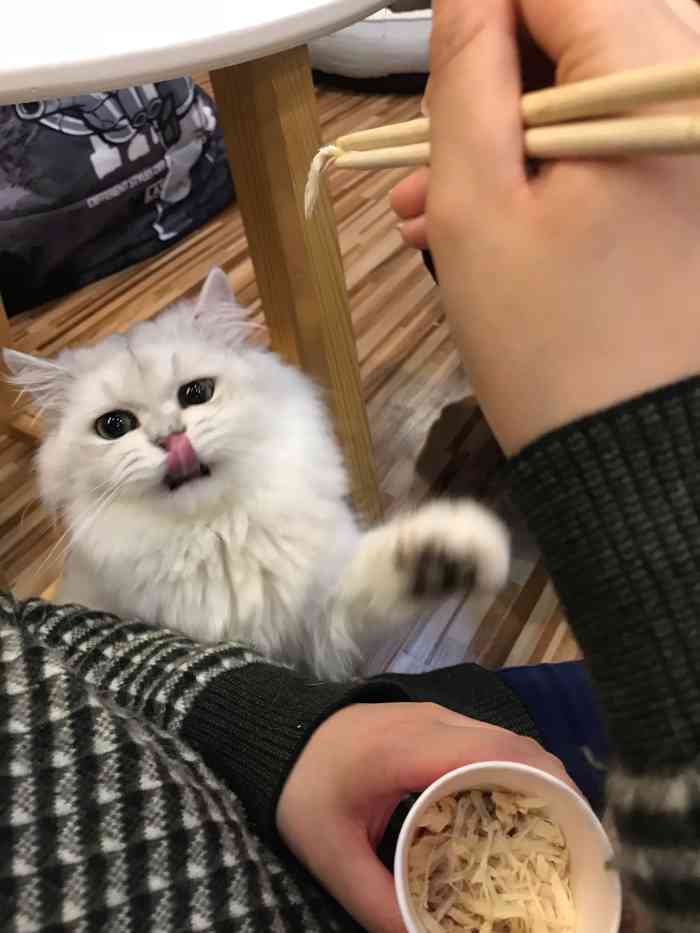慕乔猫咖(汉街旗舰店)