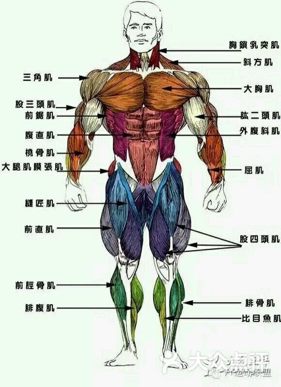 肌肉的分布