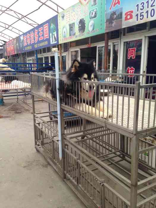 通州梨园狗市-"来过很多次了上当受骗过生气赌气过发.