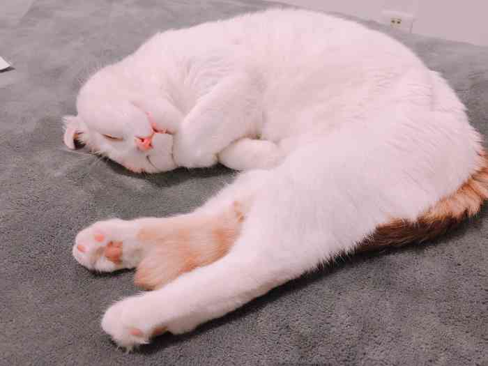 打滚儿猫舍(吉林大路店)