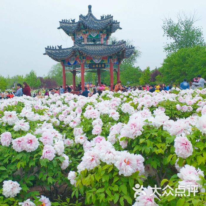 曹州牡丹园图片-北京植物园-大众点评网