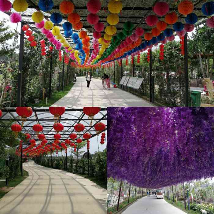 湛江市阳光玫瑰生态园-"夏天来了,天气很好,来这里转.