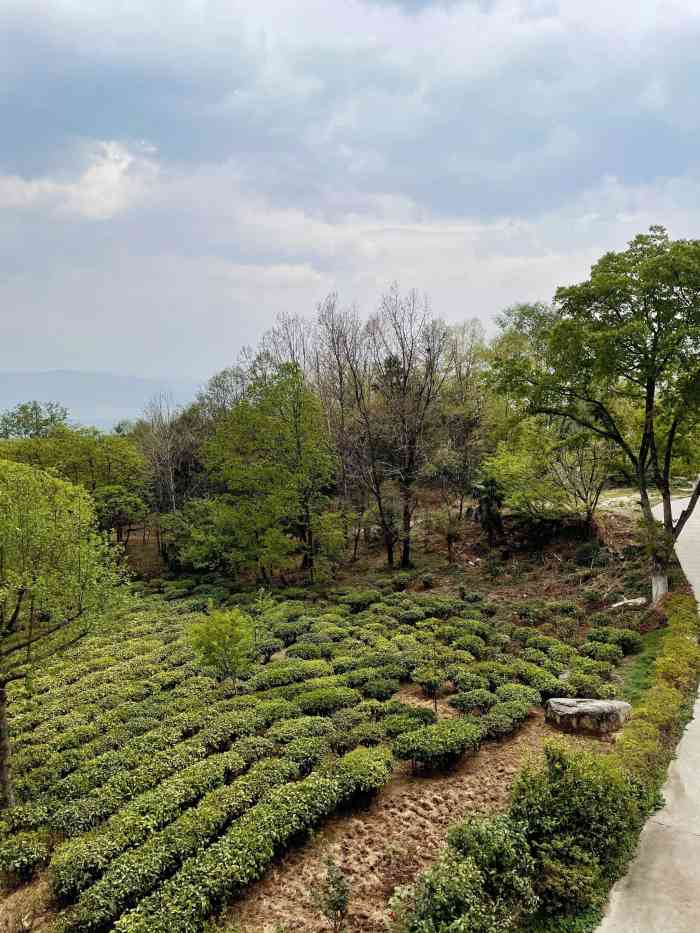 大理大学茶苑-"[薄荷]环境:用我爸爸的一句话形容:*.