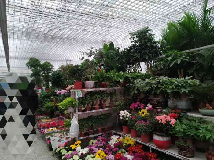 八里桥花卉市场花卉区-"年前去的八里桥花卉市场～家.