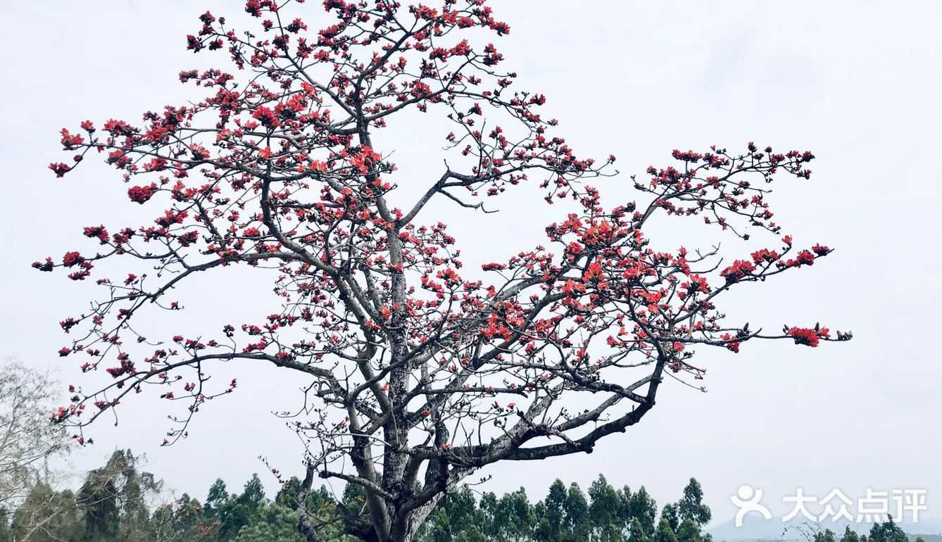 昌江木棉花