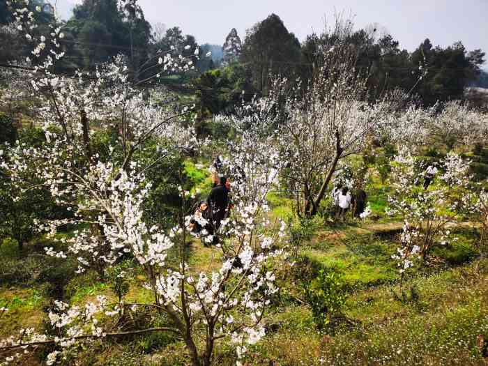 樱桃山旅游景区-"蒲江樱桃山的樱桃花开了,这个景区有