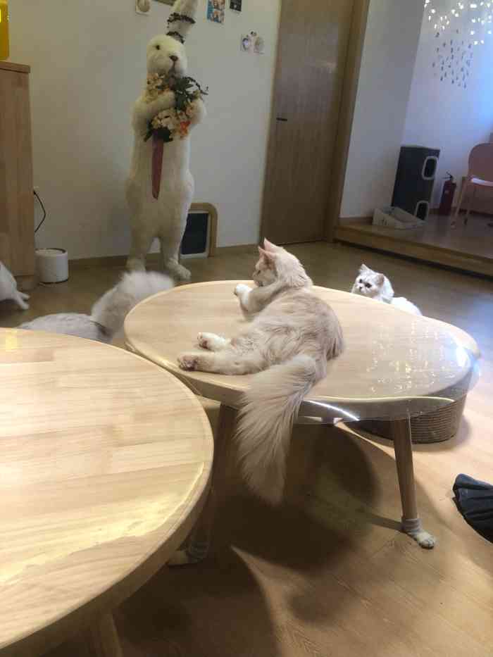猫腻·猫咖·撸猫馆(星光大道店"在杭州最喜欢去的一家猫咖!