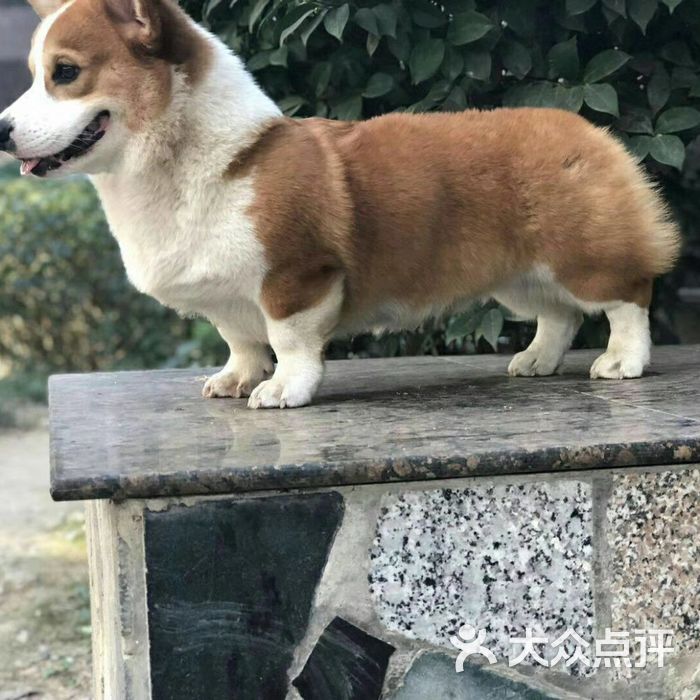 家养柯基柴犬专业繁殖