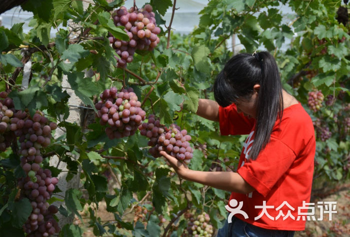 有机葡萄采摘园-游客采摘实景图片-延庆区休闲娱乐-大众点评网